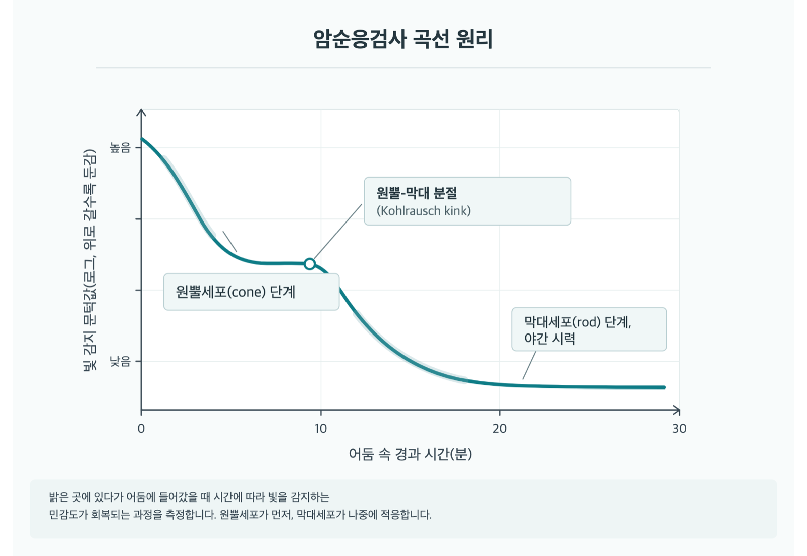 밤눈이 어두운데, 암순응검사는 무엇을 확인할까요? 원리 도해